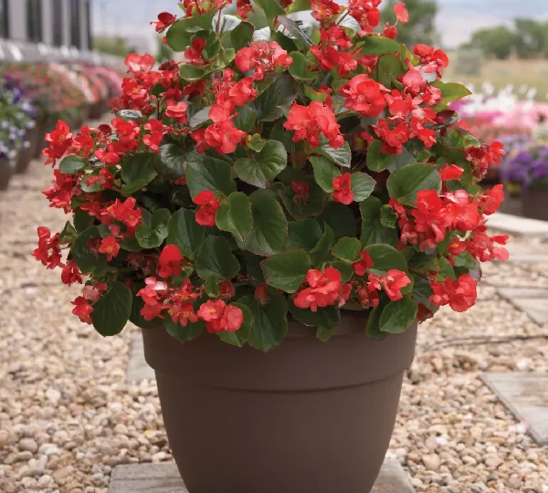 Бегония вечноцветущая Волюмия Скарлет - Begonia semperflorens Volumia Scarlet - Фото №2