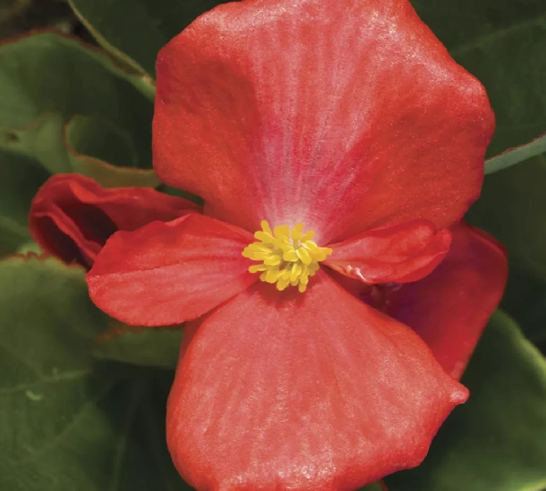 Бегония вечноцветущая Волюмия Скарлет - Begonia semperflorens Volumia Scarlet - Фото №3