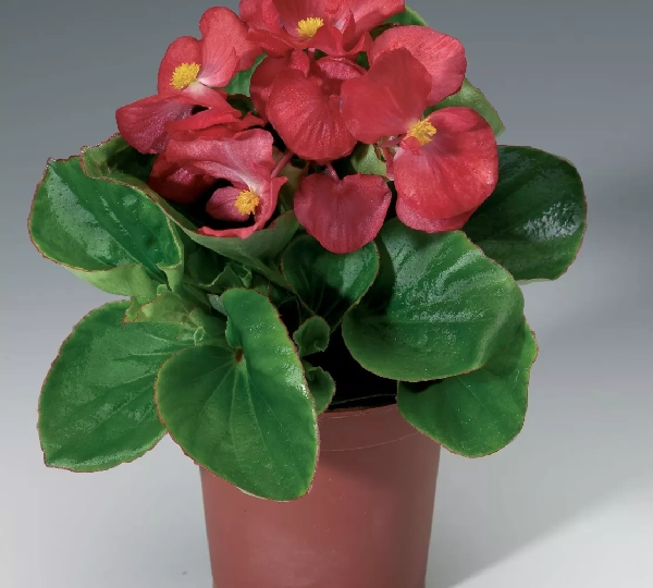 Бегония вечноцветущая Волюмия Скарлет - Begonia semperflorens Volumia Scarlet - Фото №1