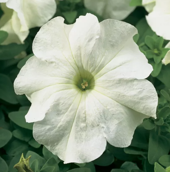 Петуния крупноцветковая Тритуния Белая - Petunia grandiflora TriTunia White - Фото №1