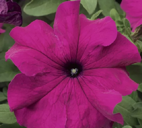 Петуния крупноцветковая Тритуния Фиолетовая - Petunia grandiflora TriTunia Purple - Фото №1