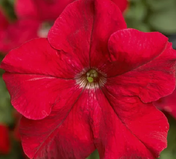 Петуния крупноцветковая Тритуния Красная - Petunia grandiflora TriTunia Red - Фото №1