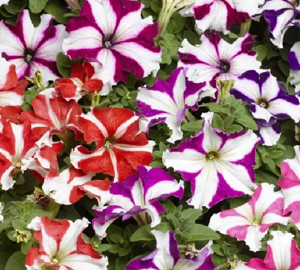 Петуния крупноцветковая ТриТуния Стар Микс - Petunia grandiflora TriTunia Star Mix - Фото №1