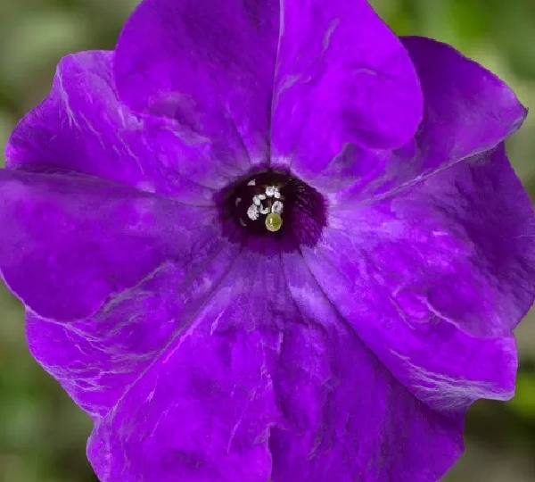 Петуния крупноцветковая ТриТуния Синяя - Petunia grandiflora TriTunia Blue - Фото №1