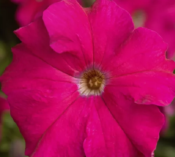 Петуния крупноцветковая Тритуния Розовая - Petunia grandiflora TriTunia Rose - Фото №1