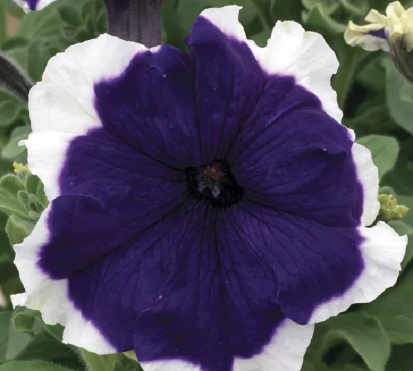 Петуния крупноцветковая Морозно-Синяя - Petunia grandiflora Frost Blue - Фото №1