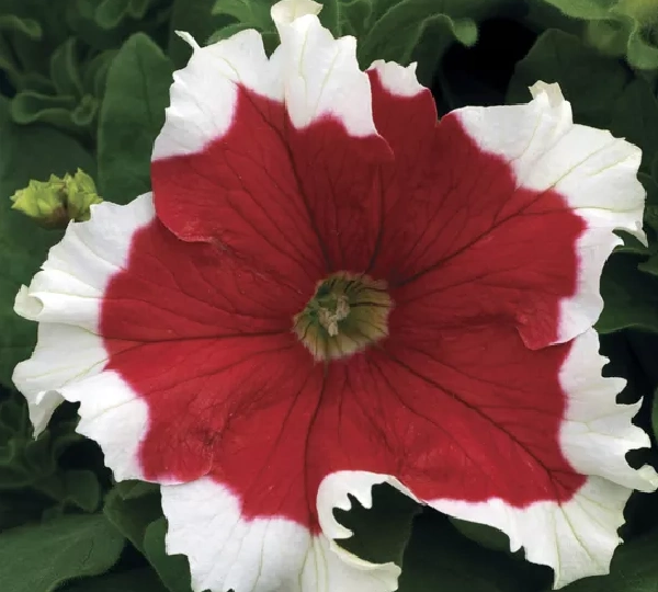 Петуния крупноцветковая Морозный Огонь - Petunia grandiflora Frost Fire - Фото №1