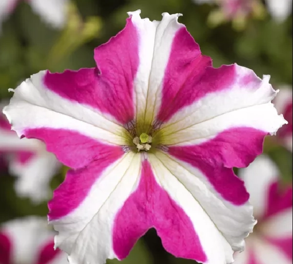 Петуния крупноцветковая Роуз Стар - Petunia grandiflora TriTunia Rose Star - Фото №1