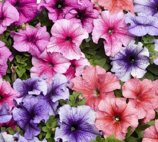 Петуния крупноцветковая Veined Mix - Petunia grandiflora TriTunia Veined Mix - Фото №1
