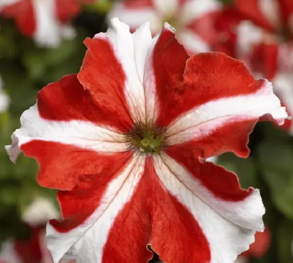 Петуния крупноцветковая (ТриТуния Красная Звезда) - Petunia grandiflora (TriTunia Red Star) - Фото №1