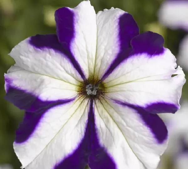 Петуния крупноцветковая (ТриТуния Синяя Звезда) - Petunia grandiflora (TriTunia Blue Star) - Фото №1