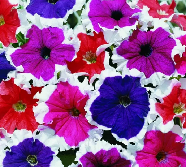 Петуния крупноцветковая (Морозный Микс) - Petunia grandiflora (Frost Mix) - Фото №1