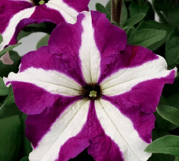 Петуния крупноцветковая (ТриТуния Фиолетовая Звезда) - Petunia grandiflora (TriTunia Purple Star) - Фото №1