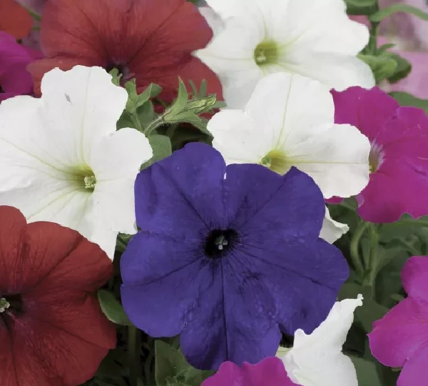 Петуния многоцветковая (Дамаск Микс) - Petunia multiflora (Damask Mix) - Фото №1
