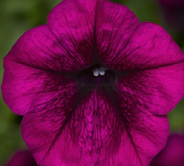 Петуния Пендула (Фотофиниш Бургунди) - Petunia pendula ( FotoFinish Burgundy) - Фото №1