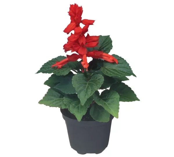 Salvia splendens Фламекс 2000 - Salvia splendens Flamex 2000