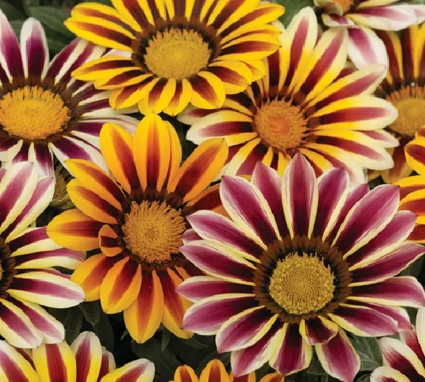 Газания Ригенс Фрости Кис Фламе Микс - Gazania rigens Frosty Kiss Flame Mix - Фото №1