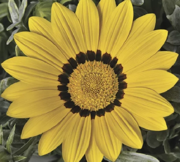Газания Ригенс Фрости Кисс Еллоу - Gazania rigens Frosty Kiss Yellow - Фото №1