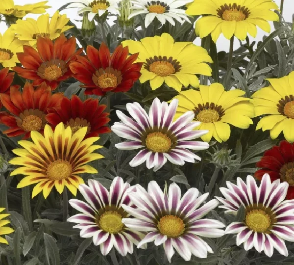 Газания Фрости Кисс Микс - Gazania rigens Frosty Kiss Mix - Фото №1