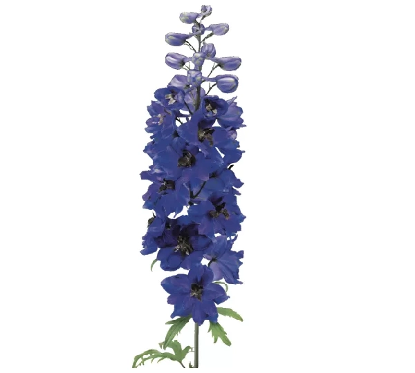Дельфинум Элатум Экскалибур Дарк Блю Блэк Би - Delphinium elatum Excalibur Dark Blue Black Bee - Фото №2