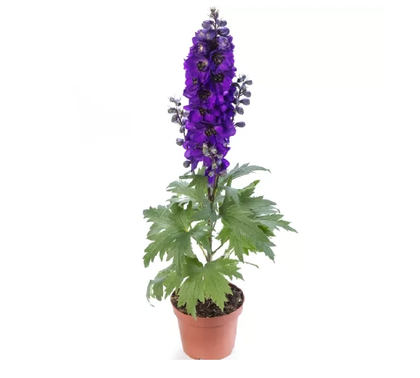 Дельфинум Элатум Экскалибур Дарк Блю Блэк Би - Delphinium elatum Excalibur Dark Blue Black Bee