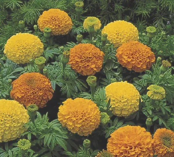 Тагетес прямостоячий Инка II Микс - Tagetes erecta Inca II Mix - Фото №1