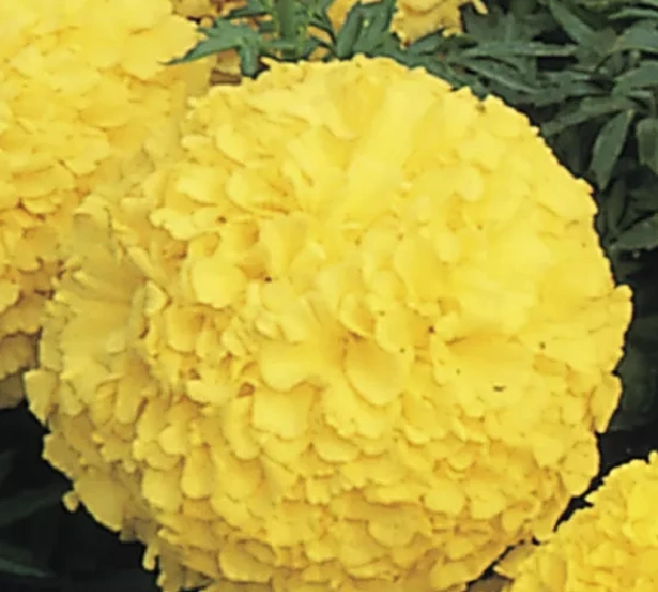 Тагетес прямостоячий Инка 2 Еллоу - Tagetes erecta Inca II Yellow - Фото №1