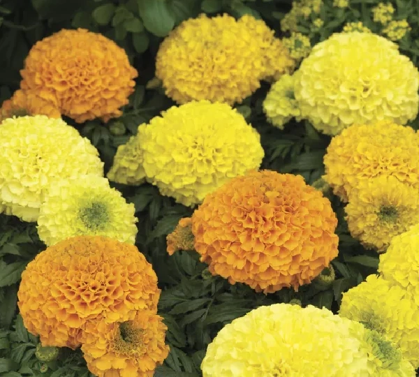Тагетес Антигуа Микс - Tagetes erecta Antigua Mix - Фото №1