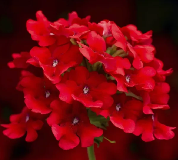 Вербена гибридная Обсешн Каскад Скарлет - Verbena hybrida Obsession Cascade Scarlet - Фото №1