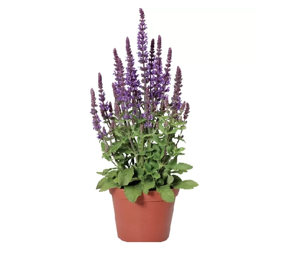 Шалфей пышный Мерло Блю - Salvia x superba Merleau Blue - Фото №1