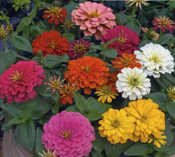 Цинния изящная серия Магеллан Микс - Zinnia elegans Magellan Mix - Фото №1