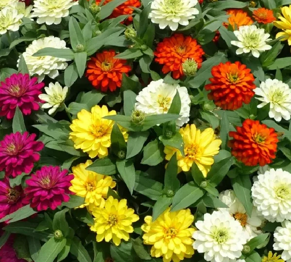 Цинния Мэрилэндская Зайдеко Микс - Zinnia marylandica Zydeco Mix - Фото №1