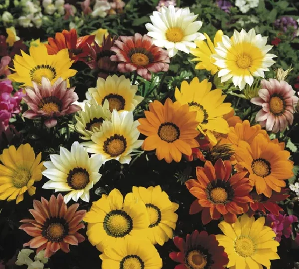 Газания Газу  Формула Микс - Gazania rigens Gazoo Formula Mix - Фото №1