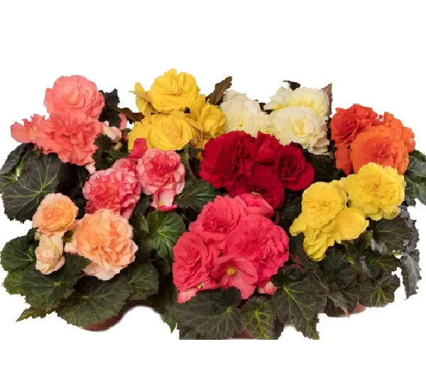 Бегония клубневая Лимитлесс Формула Микс - Begonia tuberhybrida Limitless Formula Mix - Фото №1