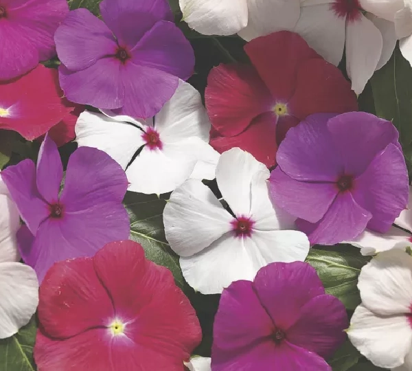 Катарантус Кора Каскад XDR Микс - Catharanthus roseus Cora Cascade XDR Mix - Фото №1