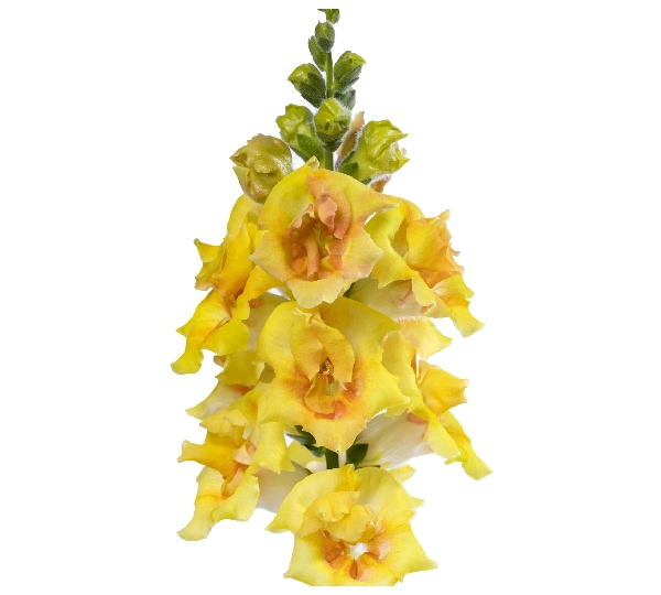 Львиный Зев Свит Дуэт Цитрус - Antirrhinum Majus Sweet Duet Citrus - Фото №1