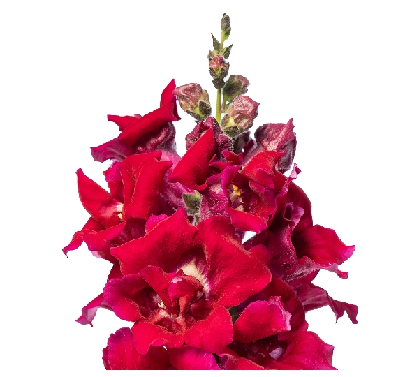 Львиный Зев Свит Дуэт Дип Ред - Antirrhinum Majus Sweet Duet Deep Red - Фото №1