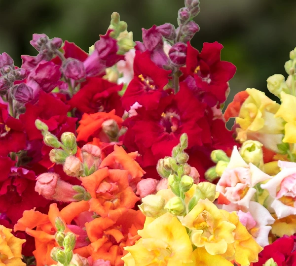 Львиный Зев Свит Дует Микс - Antirrhinum Majus Sweet Duet Mix - Фото №1