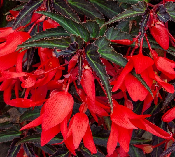 Бегония боливийская Босса Нова Найт Фивер Россо - Begonia boliviensis Bossa Nova Night Fever Rosso - Фото №1