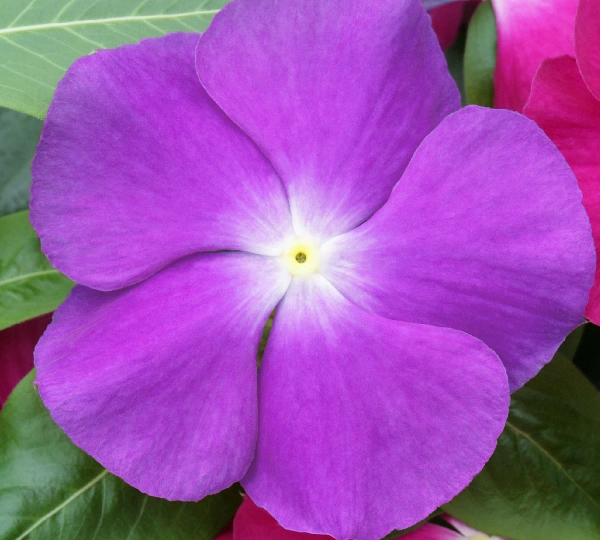 Катарантус розеус СанДжевелс Блуберри Шейдс - Catharanthus roseus SunJewels Blueberry Shades - Фото №1