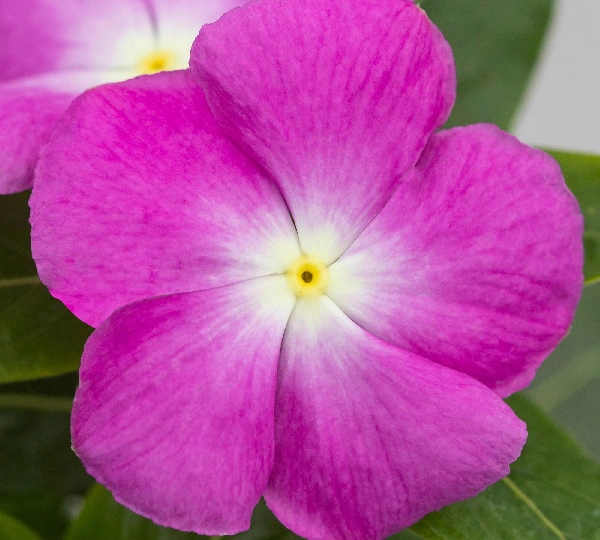 Катарантус розеус СанДжевелс Лавендер Хейло - Catharanthus roseus SunJewels Lavender Halo - Фото №1
