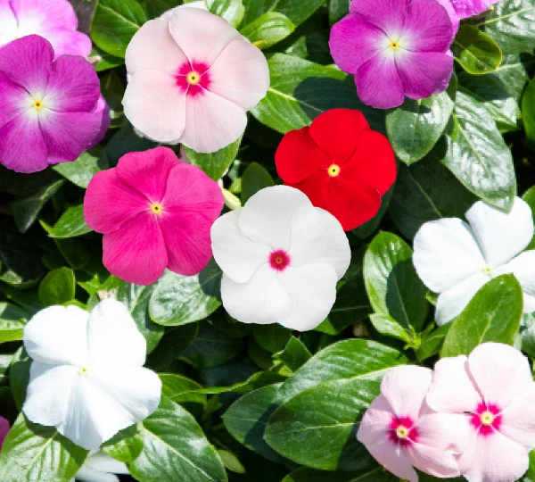 Катарантус розеус СанДжевелс Микс - Catharanthus roseus SunJewels Mix - Фото №1