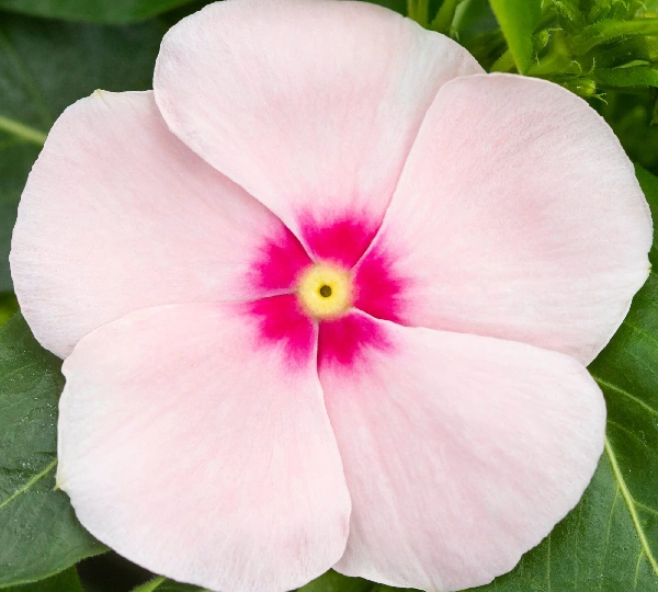 Катарантус розеус СанДжевелс Пич Шейдс - Catharanthus roseus SunJewels Peach Shades - Фото №1