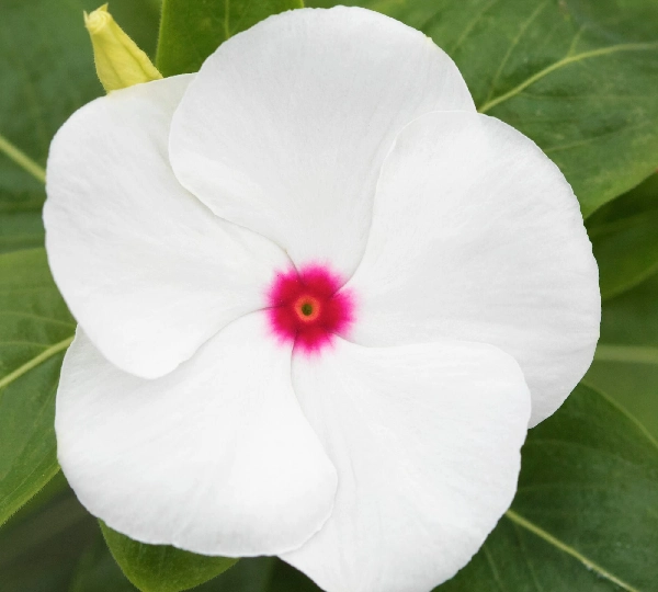 Катарантус розеус СанДжевелс Пепперминт - Catharanthus roseus SunJewels Peppermint - Фото №1