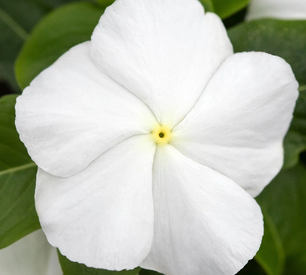 Катарантус розеус СанДжевелс Вайт - Catharanthus roseus SunJewels White - Фото №1
