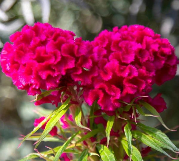 Целозия кристата Ту Хот ту Хэндл Пёрпл - Celosia cristata Too Hot to Handle Purple - Фото №1