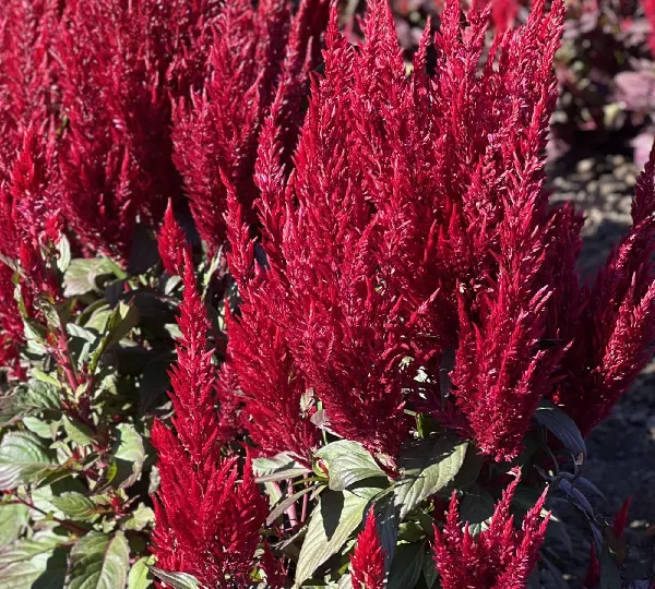 Целозия плюмоза Брайт Спаркс Бёргунди - Celosia plumosa Bright Sparks Burgundy - Фото №1
