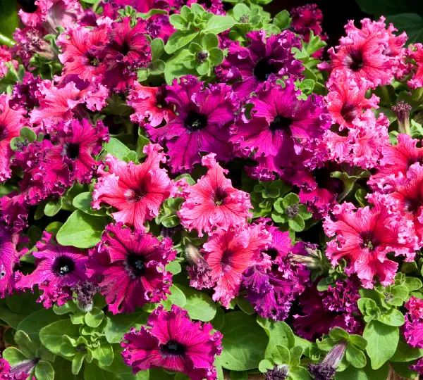 Петуния гибрида Эспрессо Фраппе Микс - Petunia hybrida Espresso Frappe Mix - Фото №1