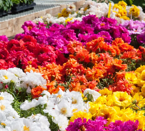 Портулака грандифлора Сан Дейз Микс - Portulaca grandiflora Sun Daze Mix - Фото №1