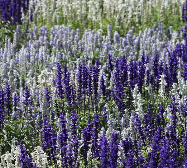 Сальвия фаринацеа Сискейп Микс - Salvia farinacea Seascape Mix - Фото №1